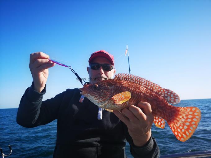 3 lb 2 oz Ballan Wrasse by Unknown