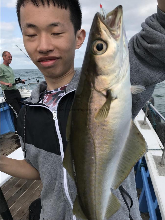 4 lb Pollock by Hong from Stevenage 14/8/2018