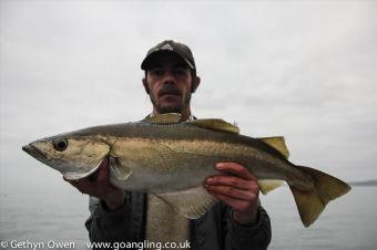 7 lb Pollock by Carl