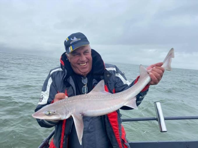 8 lb Smooth-hound by Unknown