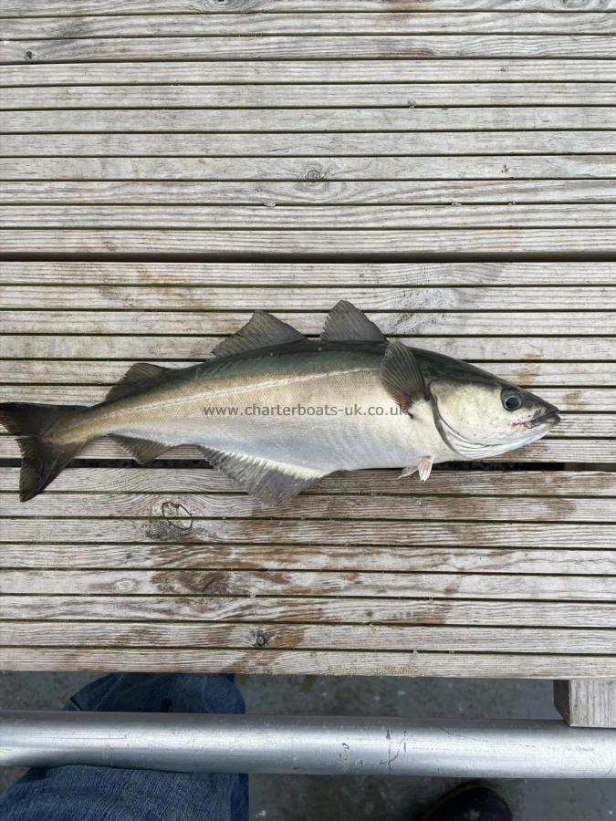 1 lb 8 oz Coalfish (Coley/Saithe) by Unknown