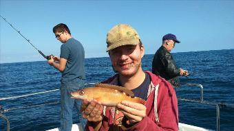 1 lb 2 oz Cuckoo Wrasse by Unknown