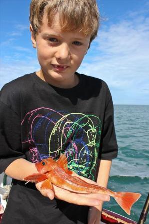 1 lb Red Gurnard by Edward