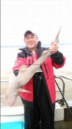 10 lb Smooth-hound (Common) by Robin