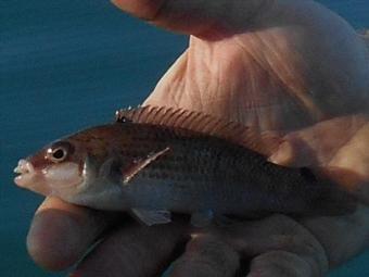 3 oz Goldsinny Wrasse by Steve - Salisbury Anchor SAC