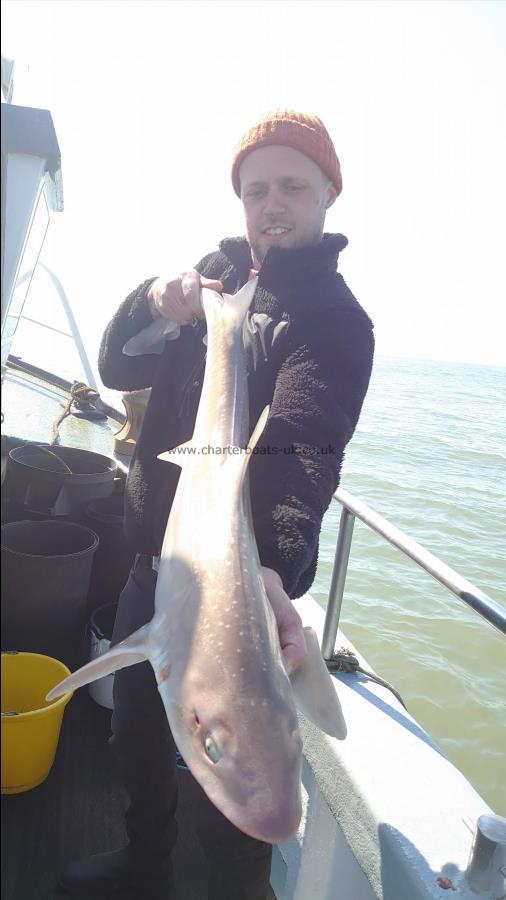 10 lb 3 oz Smooth-hound (Common) by Mark from Essex