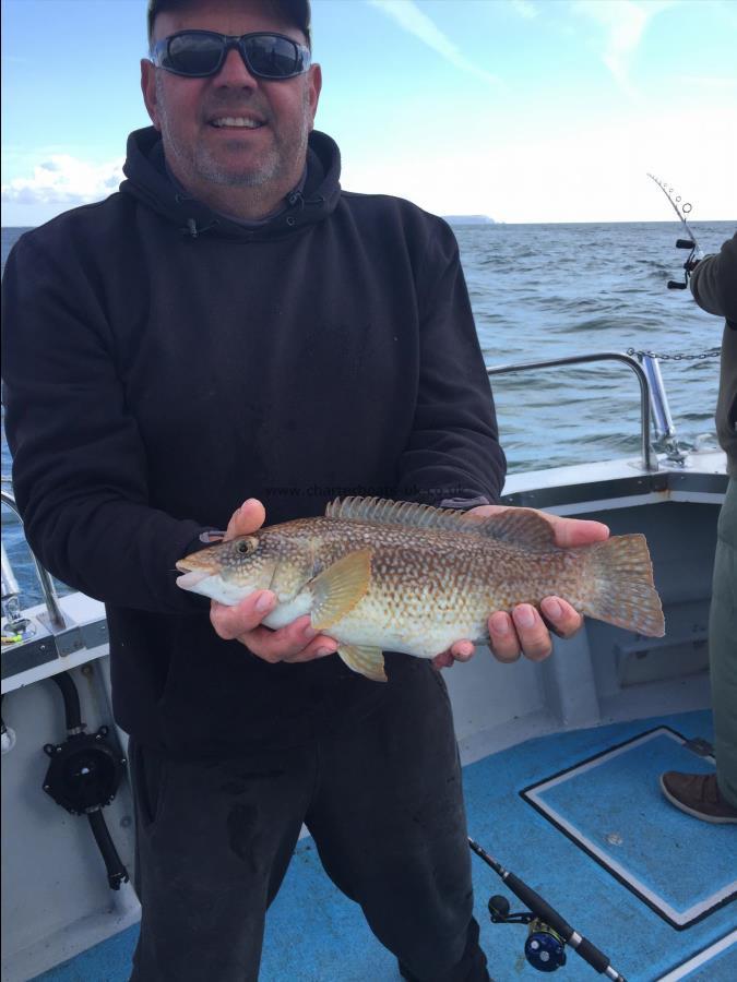 3 lb 6 oz Ballan Wrasse by Jules