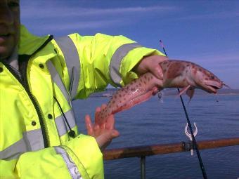 1 lb 8 oz Three bearded rockling by Unknown