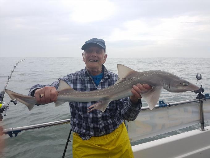 7 lb Starry Smooth-hound by Geoff Raistrick