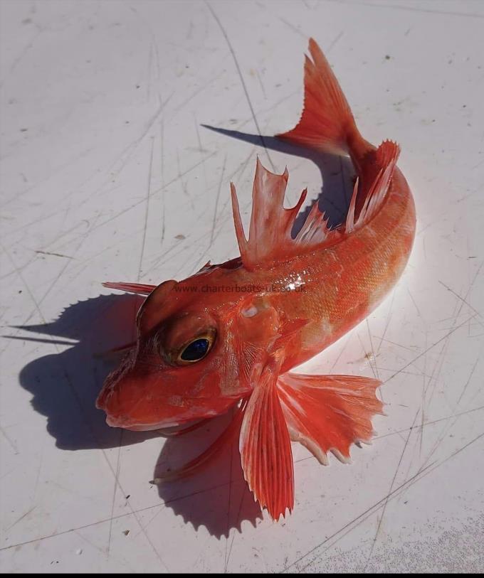 1 lb Red Gurnard by Tony