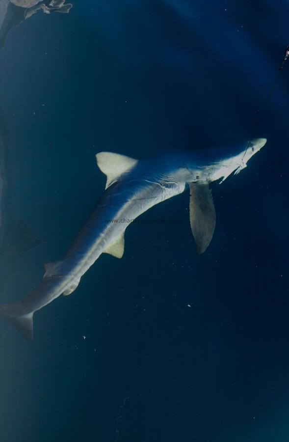 78 lb Blue Shark by Unknown