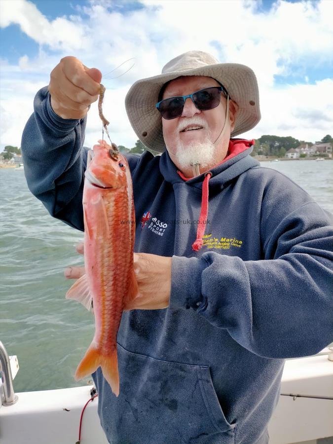 1 lb 12 oz Red Mullet by Kim Andrews