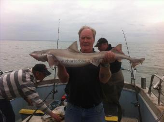 20 lb Starry Smooth-hound by Dave
