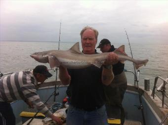 20 lb Starry Smooth-hound by Dave