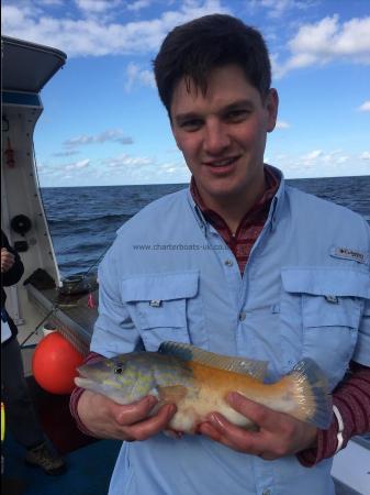 1 lb 8 oz Cuckoo Wrasse by Kevin McKie