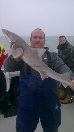7 lb Starry Smooth-hound by paul chapman