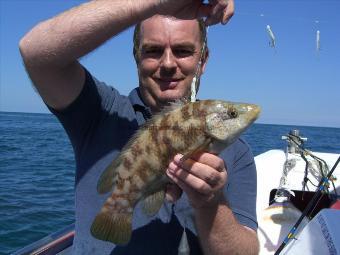 1 lb Ballan Wrasse by Unknown