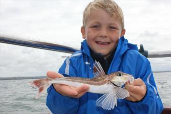 8 oz Grey Gurnard by Freddy