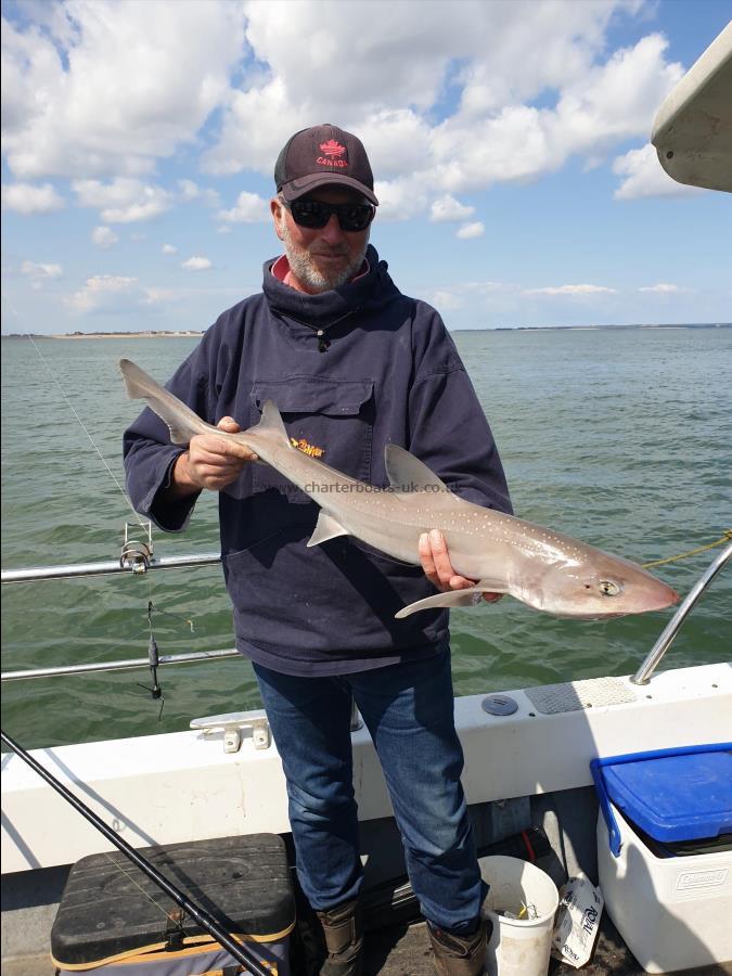 6 lb 4 oz Starry Smooth-hound by Bob Marshall