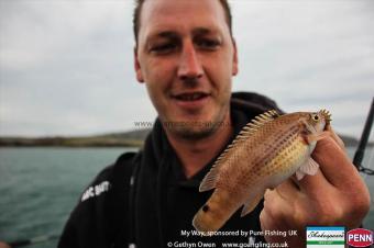 4 oz Goldsinny Wrasse by Mark