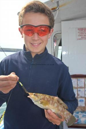 8 oz Ballan Wrasse by Dafydd