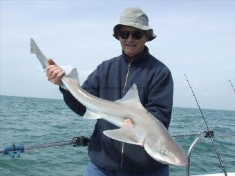 2 oz Smooth-hound by Unknown