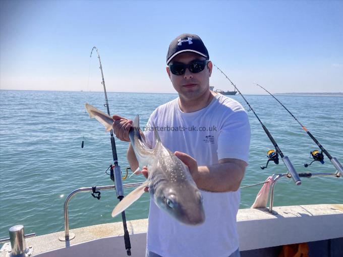 5 lb Starry Smooth-hound by Rob