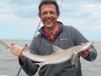 5 lb Starry Smooth-hound by Will