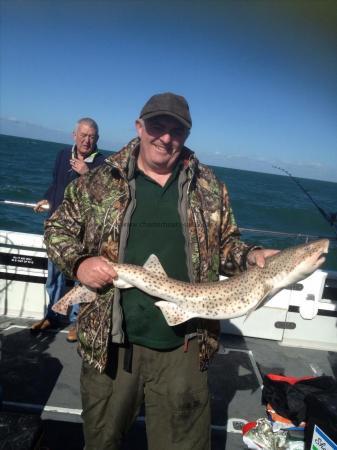 12 lb Bull Huss by Unknown
