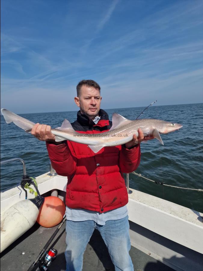 6 lb Smooth-hound (Common) by Unknown