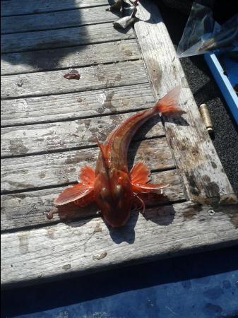 1 lb 5 oz Red Gurnard by Lou