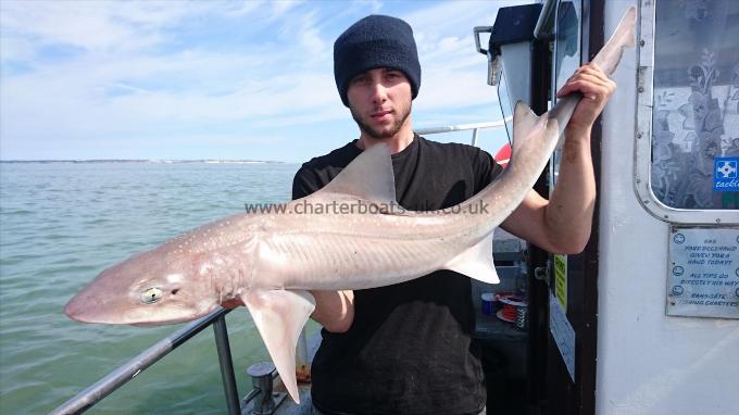14 lb 9 oz Smooth-hound (Common) by Dan the decky