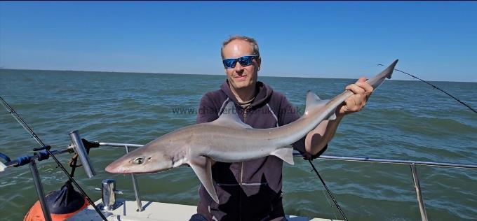 8 lb Smooth-hound by Edwin