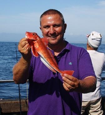 1 lb 4 oz Red Gurnard by Unknown