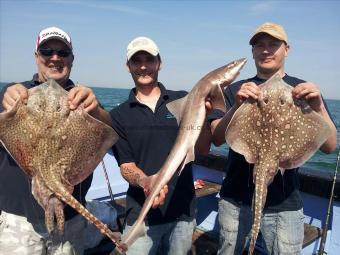 8 lb Smooth-hound (Common) by Martin