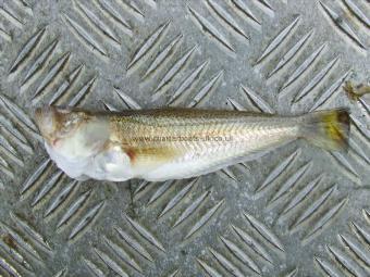 5 oz Lesser Weever by wayne bennett