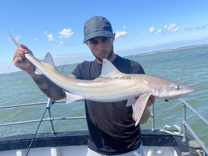 9 lb Smooth-hound (Common) by Unknown