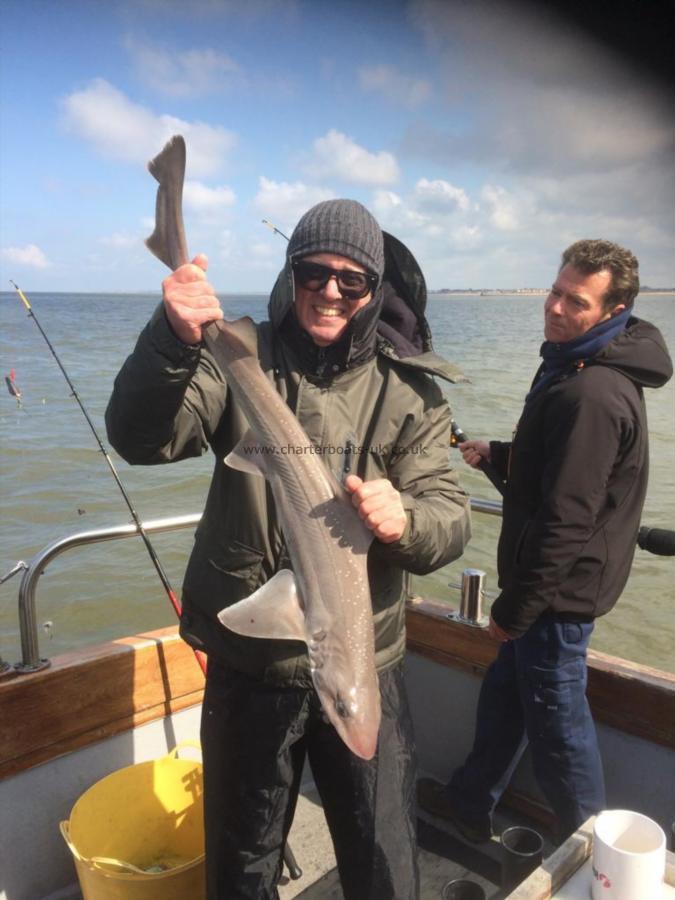 12 lb Starry Smooth-hound by Unknown