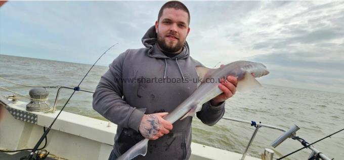 5 lb Starry Smooth-hound by Alfie
