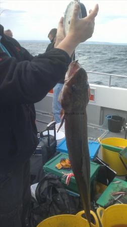 19 lb Cod by Jamie Connolly