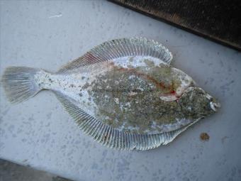 1 lb Flounder by Cammo Flounder !