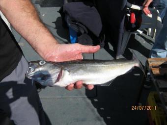 1 lb Coalfish (Coley/Saithe) by alan j