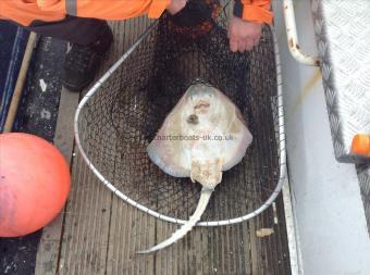 8 lb Thornback Ray by Unknown