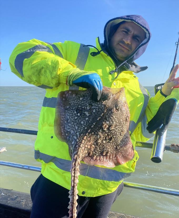 7 lb Thornback Ray by Unknown