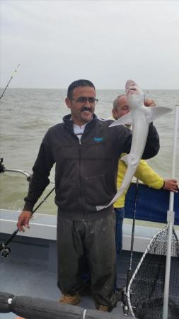 3 lb 8 oz Smooth-hound by Unknown