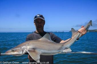 17 lb Starry Smooth-hound by Dave