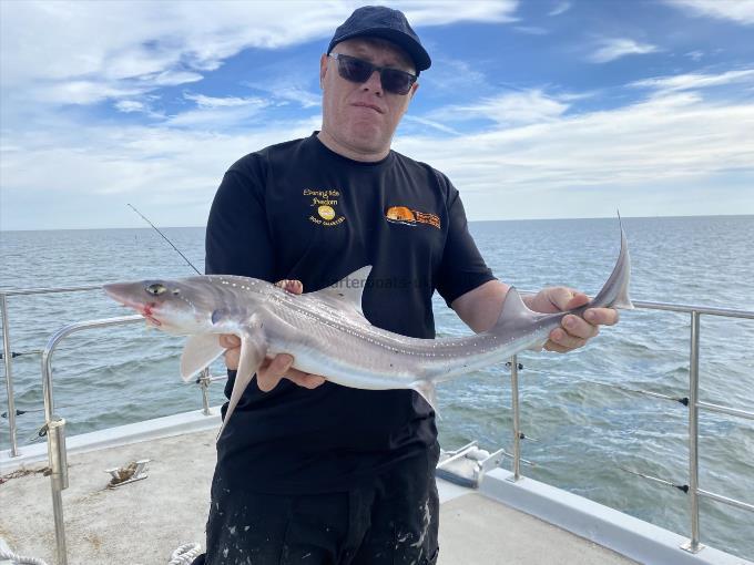 4 lb Smooth-hound by Unknown