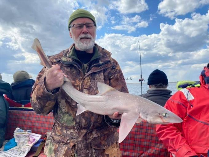 8 lb Smooth-hound (Common) by Unknown