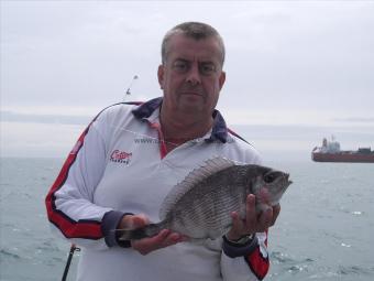 2 lb 10 oz Black Sea Bream by Unknown