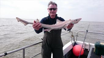 6 lb Starry Smooth-hound by Bob Marshall